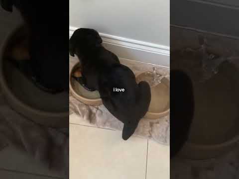 THE SMILE AT THE END 🥹 @nalatheneedyrottie #rottweiler