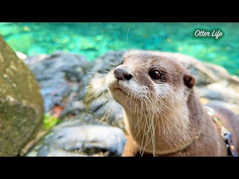 最高に美しい川で夏休みを全力で満喫するカワウソ [Otter Life Day 979]