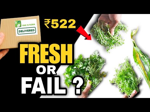 How to Buy Aquarium Plants Online in India | Fins  Welcome to Protim Aquatics! 🐠🌿
In this video, I’ll show you how to buy aquarium plants onlin