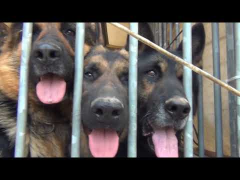 Aufladetraining in den neuen Hunde-Transporter.