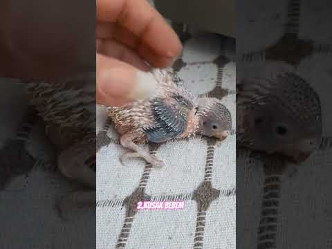 2.kusak bebegim gözlerimiz açildi artik #muhabetkusu#muhabbetkusyavrusu