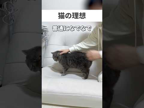 #猫 #cat #猫好きさんと繋がりたい #ねこ #可愛い猫
