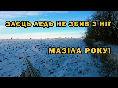 Заєць ледь не збив з ніг. Полювання на зайця з бордер тер'єром.