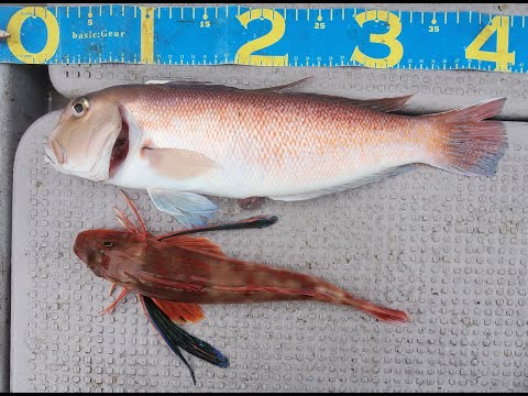 神戸沖でまさかの幻のシロアマダイ釣れた!