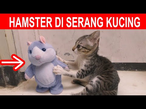 GAWAT HAMSTER LEGEND DI SERANG KUCING