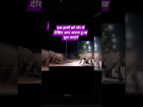 एक हाथी को गौर से देखिए आप अपना दुःख भूल जाओगे 🥺😥 #help #sad #love #shorts #viralreels