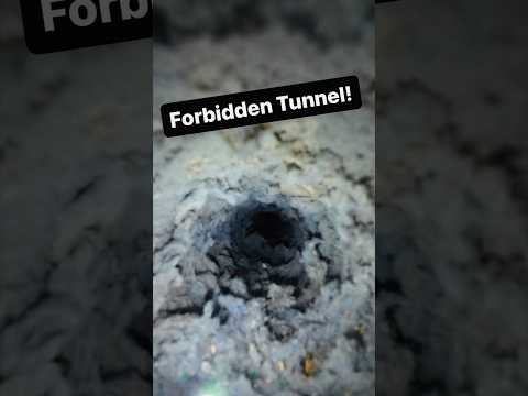 The Forbidden Tunnel 🚫🐸 #oddlysatisfying