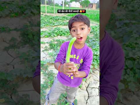 मीठा ककड़ी आपके लिए 🥰❤️ #shorts #youtubeshorts #trending #viralvideo #viralvideo #short #viral