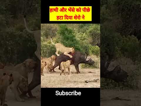 Lion attack Buffalo , elephant tries to save #elephant #lion #buffalo #shorts