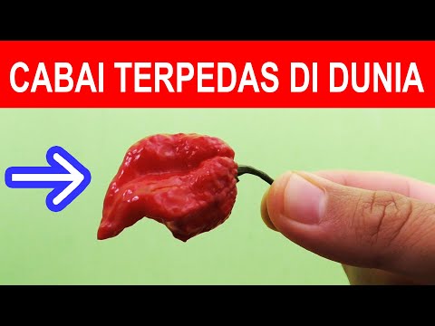 NYOBAIN CABAI TERPEDAS DI DUNIA CAROLINA REPEAR