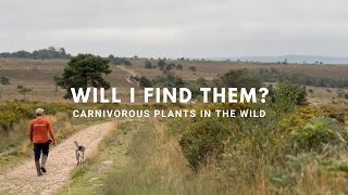Rare plants in the wild: Carnivorous plants in Devon