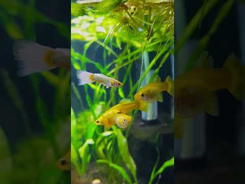 breeding Guppies!? Breeding guppy fish

This video will show breeding rituals of guppy fish.

#guppy