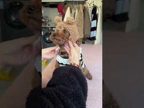 Poodle Outfit of the Day – Brown Hat, White Vest & Maximum Cuteness! #poodle #poodlelove