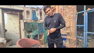 Chuwi or peeli ankh k cross pair say faranca bacha nikla کراس جوڑے سے فرانسے بچے بنائے