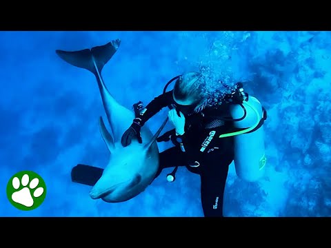 Magical Moment Dolphin Asks For Belly Rubs