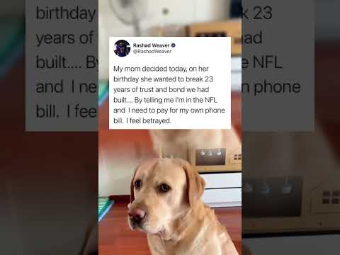 #memes #story #dog #shorts #pets