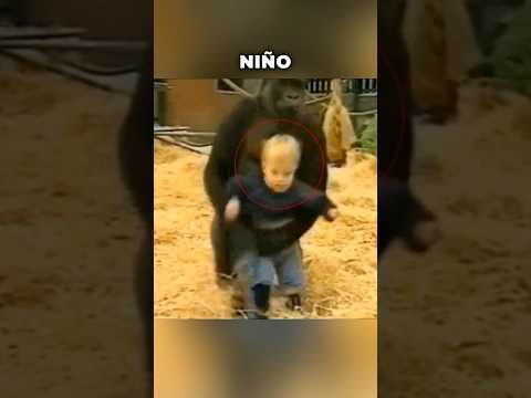 Niño pasó su juventud entre gorilas 🥹❤️ #shorts