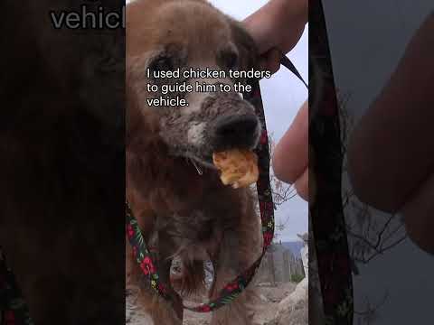 Sick dog on the US-Mexico border - full rescue video: www.HopeForPaws.org ?