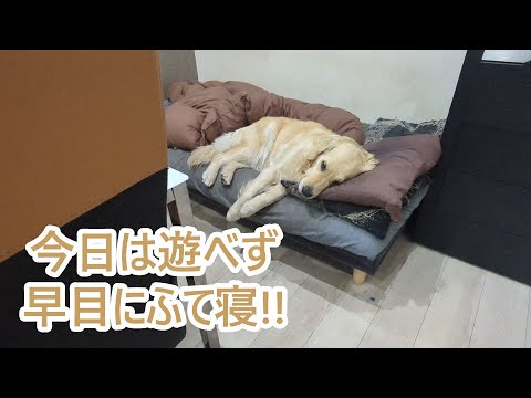 今日は遊べず早めにふて寝しちゃいます。ゴールデンレトリバーティト
