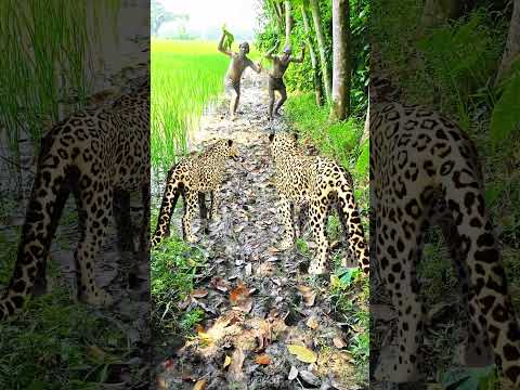 catching leopard 🐆🐆#1 #youtubeshorts​ #viral​ #trendingshorts​ #shorts_​ #animal​ #tiger​ #jungle​