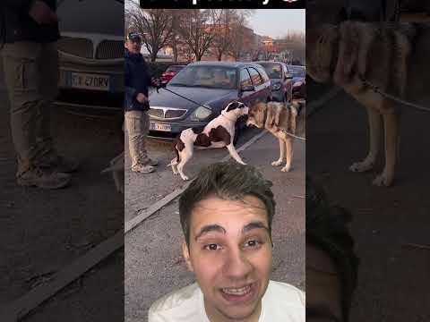 ‼️CACHORRO VS LOBO‼️ #pets #caes #cachorro #animaisengraçados #animaisdeestimação #react #dueto