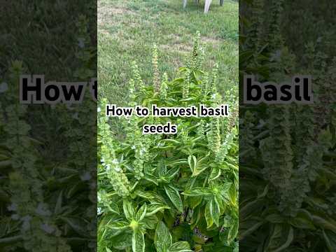 How to harvest basil seeds🌱 #fyp #shorts #garden #gardening #harvest