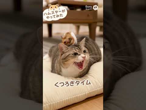 猫と遊んでみた #ハムスター #hamster #かわいい #猫 #cat #ねこ
