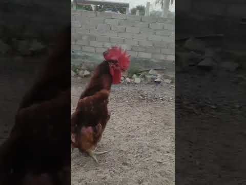 Pessoal se inscreva no meu canal 🥺 para mais vídeos #humor