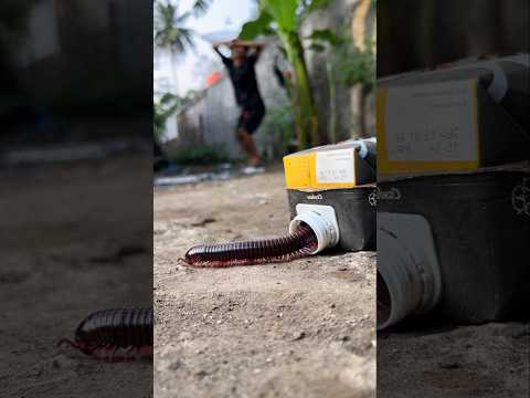 There's no shame, a comfortable home for the millipede makes this human happy and they are dancing