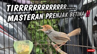 MASTERAN PRENJAK BETINA GACOR NGETIR ‼️