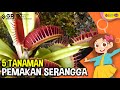 Carnivorous Plants and Their Mechanisms
