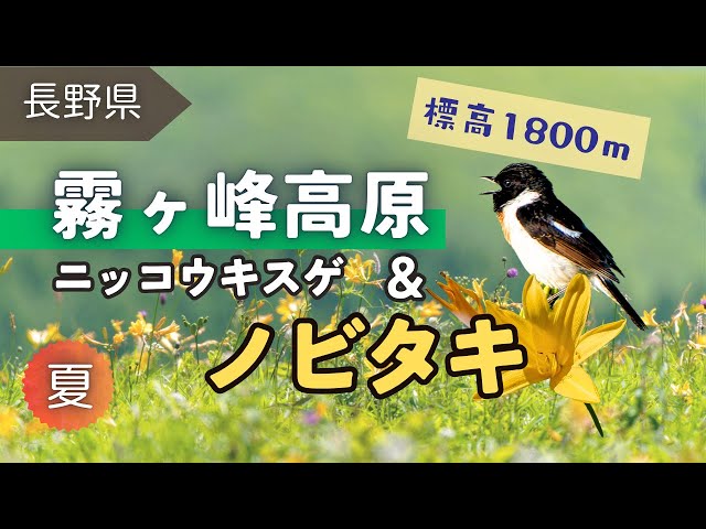 7月中旬に霧ヶ峰へ。頭の黒い夏鳥のノビタキやホオアカ、コサメビタキなどを観察。幼鳥と思われる個体もいました。7月中旬のニッコウキスゲの様子も紹介しています。
〈目次〉
00:15 今回訪れた車山肩のMAP
00:31 今回の内容ざっくり紹介
00:56 午前5時頃の駐車場の様子
01:31 ニッコウキスゲのお花畑入口
02:06 ノビタキ｜ポツンと草やお花に
02:44 お花畑の奥へ。美しい山々
02:24 ノビタキ｜ポツンと枝や草、飛翔
03:55 ノビタキ｜幼鳥かな？
04:11 ノビタキ｜幼鳥かな？地鳴きもかすかに
04:35 ホオアカ｜富士山を背景に
05:08 カワラヒワ｜お花畑に
05:49 ノビタキ・ホオアカ
06:12 ビーナスの丘。絶景
06:31 コサメビタキ幼鳥？
06:57 ★まとめ｜車山肩のニッコウキスゲ、7月中旬の様子や野鳥について
08:11 ★まとめ｜霧ヶ峰の情報を得られるオススメの場所

動画をご覧いただき有難うございます
チャンネル登録・高評価をしていただくと励みになります😊

〈チャンネル登録はこちら↓〉

<a rel=