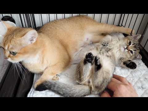 Cute little kitten that looks a little disappointed after being interrupted while nursing…
