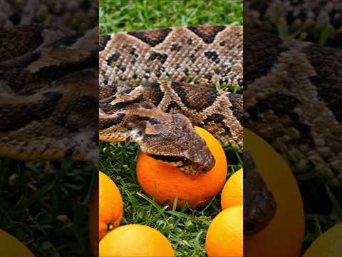A large Russel's viper snake Eating an orange #viper #russelviper #snakevideo #snake #vipersnake