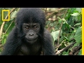 Gorilla Care and Conservation Insights