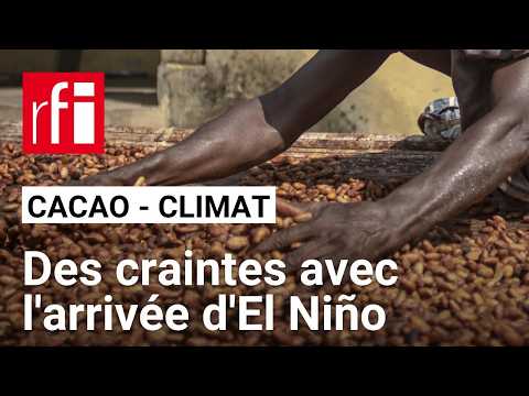 <strong>Cacao</strong> : les plantations sous la menace du phénomène climatique El Niño • RFI
