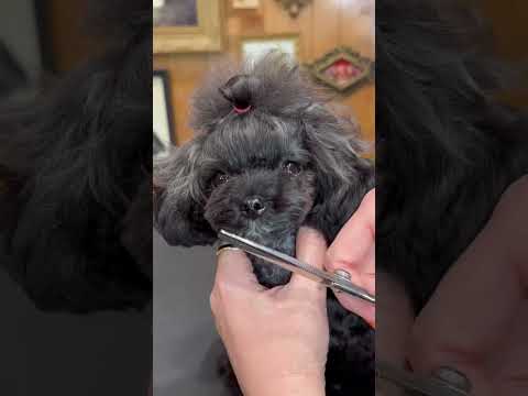 Everyone went CRAZY for this dog #jessronagrooming #doggroominglife #beginnerdoggrooming #tinypoodle
