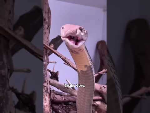 Snake core🐍🐍#core #snake #snakes #snakevideo #fyp #foryou #foryoupage #funny #funnyshorts
