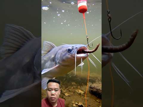 #fishing #carpfishing #carp #angler #troutfishing #crazyfishing #sportfishing #bassfishing #fish