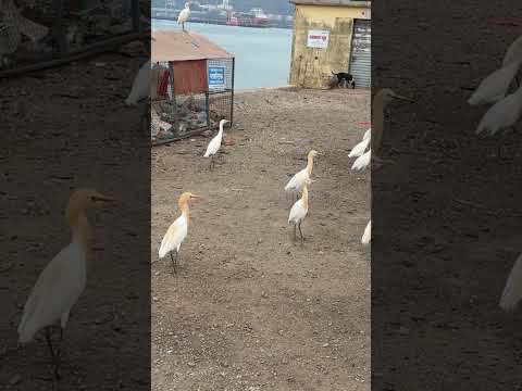 #birds 🦅