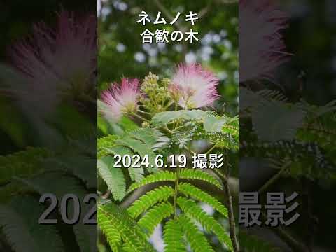 【ネムノキ】 #リラックス #縁起のよい植物