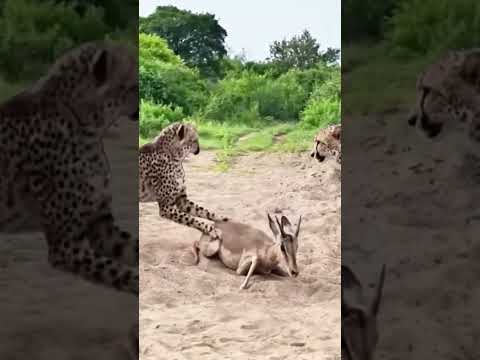 Leopards guard antelopes at close range - confusing animal behavior