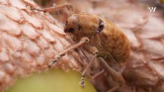 Acorn Weevil: The Tiny Drill Master With A Big Impact | Wildlife Documentary