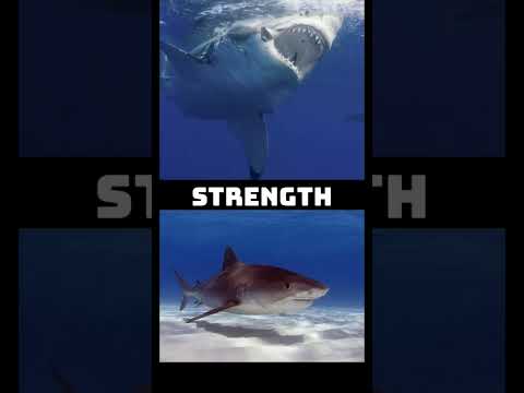 Shark Championship Final (Great White vs Tiger Shark)