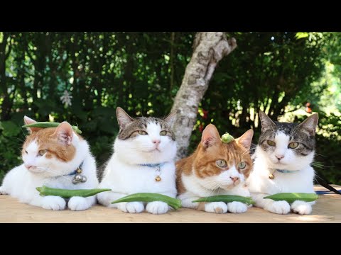 オクラとのせ猫の癒し映像｜ふれあいとかわいさに癒される サムネイル