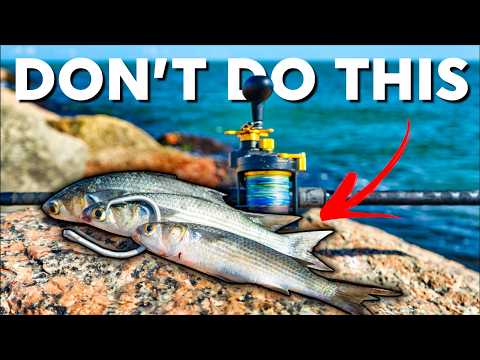 Do Not Go Jetty Fishing without Knowing THIS First - Cut Bait Fishing DEEP