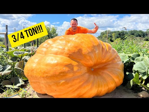 1500lb Giant Pumpkin Still Packing on Pounds!!