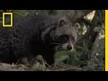 African Civet and Its Scent Marking Behavior