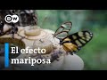 Butterfly Farming in Costa Rica