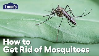 How to Get Rid of Mosquitoes: Video Guide